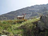 Youri - Ecrins 2005 347